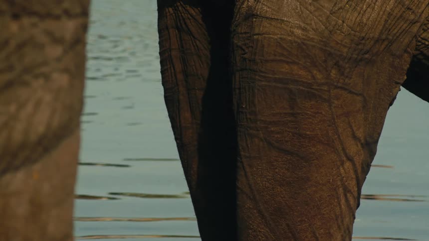 An extreme close-up of a large African elephant's wrinkled leg standing in the calm, rippling water of a river