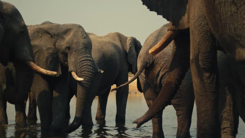A herd of elephants stands together in a tranquil river, drinking water in the warm afternoon light of the African savanna