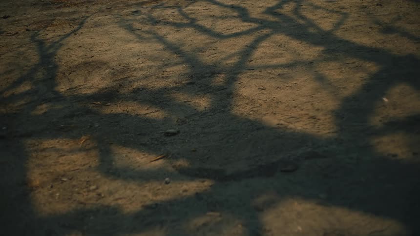 The ominous shadow of a bare tree sways gently on the dusty ground during golden hour