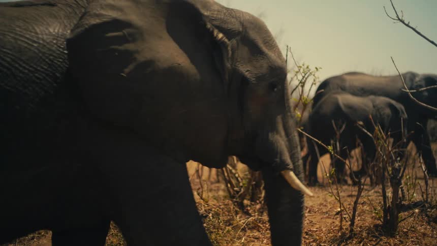 A slow-motion close-up of a herd of African elephants and their calves walking through the dry savanna on a hot day