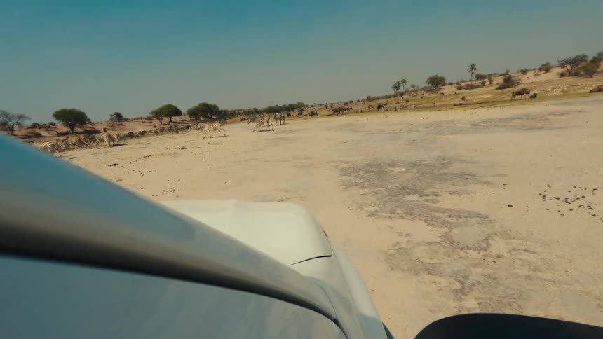 A point-of-view shot from a safari vehicle watching a large herd of zebras cross the dry African savanna