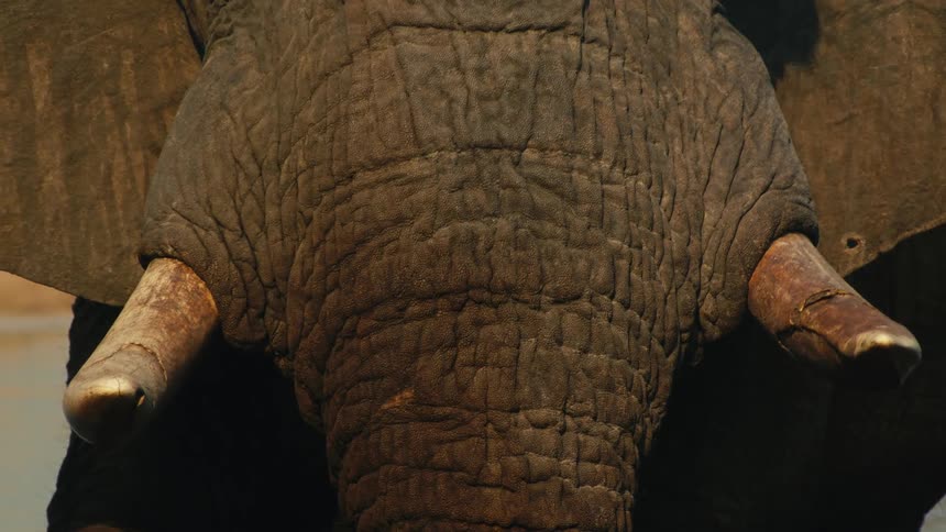 Extreme close-up on the wrinkled skin, trunk, and weathered tusks of a majestic African elephant