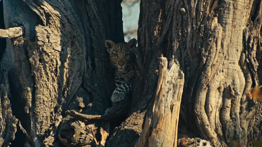 A curious leopard cub finds a comfortable resting spot in a massive tree in the wild