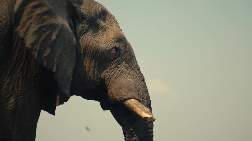 Cinemagraph of a majestic elephant's head in a static close-up profile, with an insect buzzing nearby