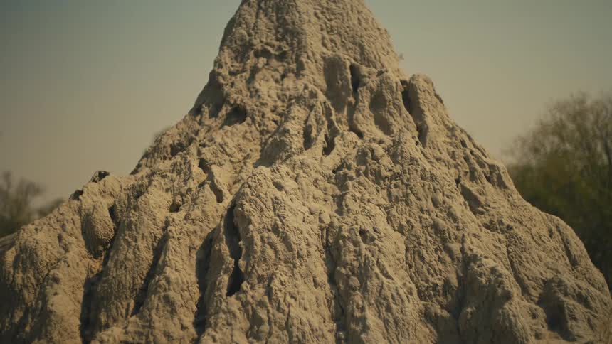 A detailed close-up shot reveals the textured surface of a large termite mound in the wild