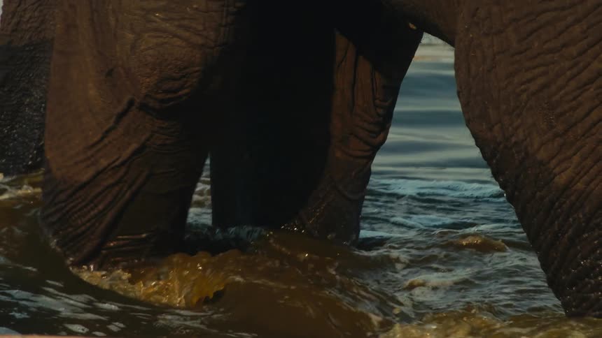 Slow motion close up of an elephant's legs wading through a river at golden hour