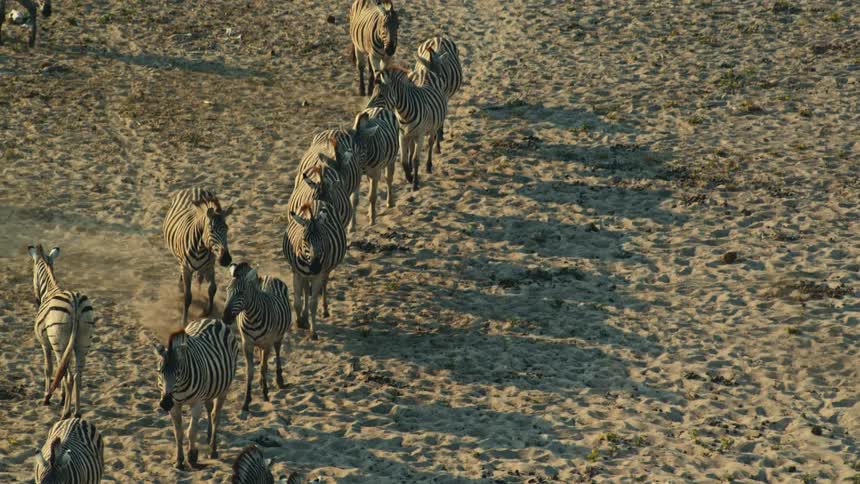 A slow-motion high-angle view captures a large herd of zebras walking in a single file line across a dry, sandy plain