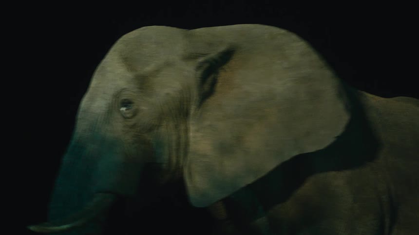 An elephant stands in profile under a spotlight before walking out of frame against a black background