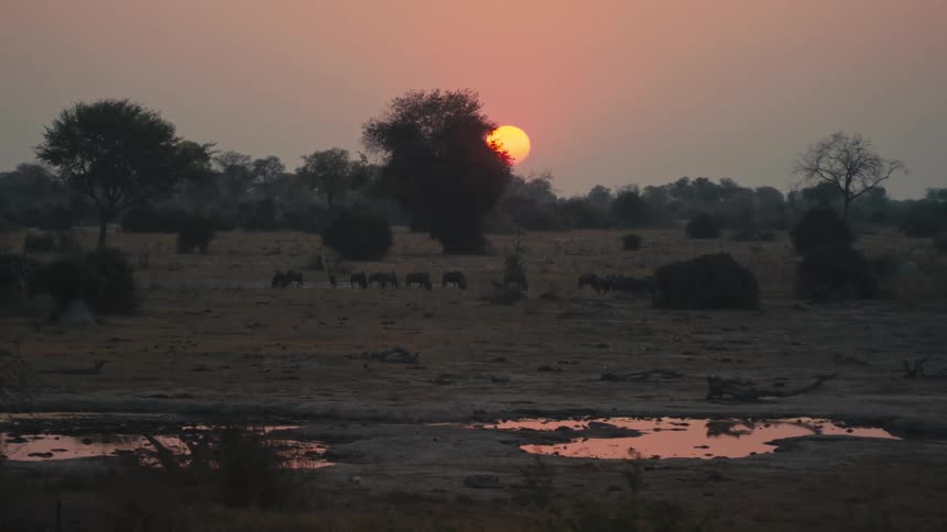 A herd of elephants walks across the vast African savanna at sunset with the sun's reflection in a nearby watering hole