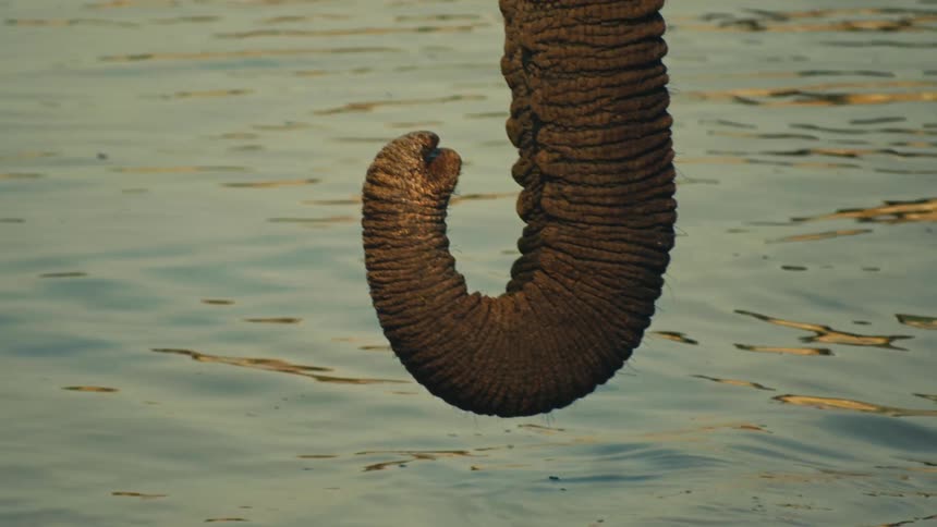 An elephant's trunk curls up as it lifts out of the rippling water in a close-up slow-motion shot