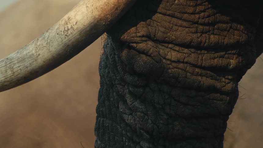 A detailed close-up of an African elephant's ivory tusk and wrinkled trunk skin