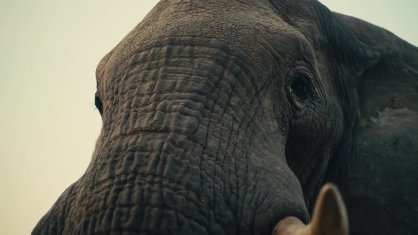 A dramatic, slow-motion close-up of an elephant's face, focusing on its wrinkled skin and soulful eye