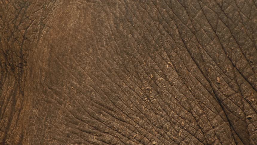 Extreme close-up on the intricate, wrinkled, and dry texture of an elephant's skin