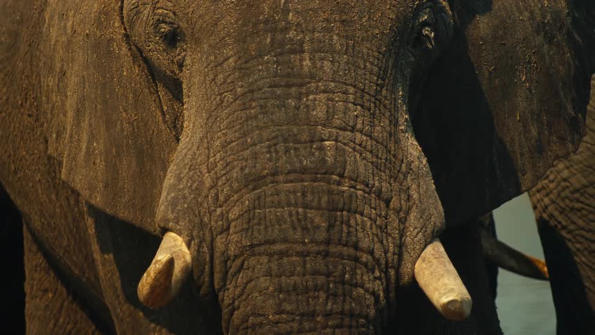 A powerful close-up of a majestic African elephant's face, highlighting its wrinkled skin and tusks