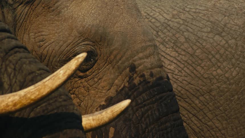 An intimate extreme closeup shot of an elephant's eye and textured skin, with another elephant's tusks slowly entering the frame