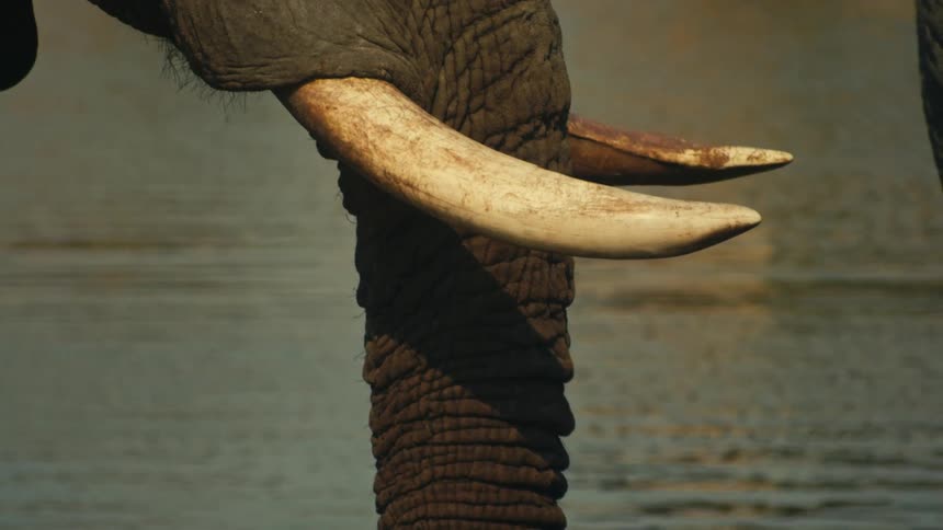 A detailed close-up of an African elephant's ivory tusks and wrinkled trunk in the warm evening light
