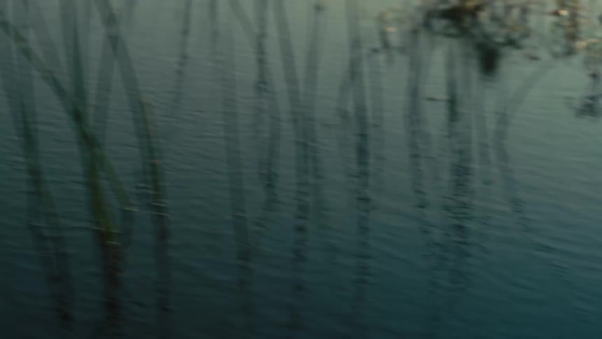 A shaky point-of-view shot moving through the murky water of a swamp