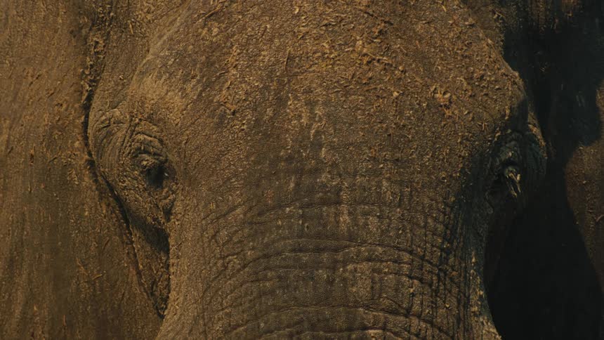 A detailed close-up shot slowly pans across the face of a large elephant, revealing the texture of its skin and its gentle eyes