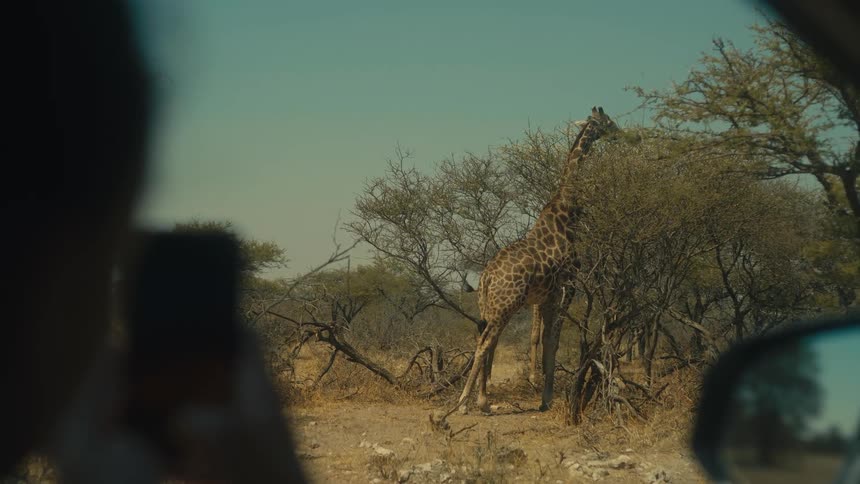 A traveler in a car takes a photo on their phone of a wild giraffe eating from a tree in the African savanna