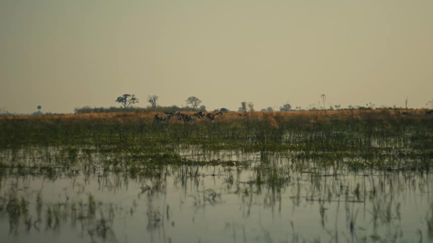 A distant view from the water shows a herd of wild animals grazing on the African plains