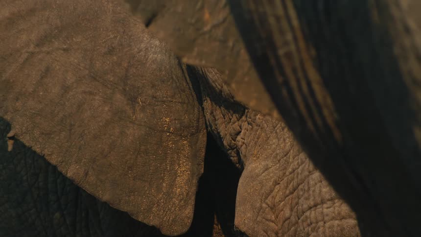 An intimate extreme closeup captures the details of an elephant's wrinkled skin and gentle eye under warm, natural lighting