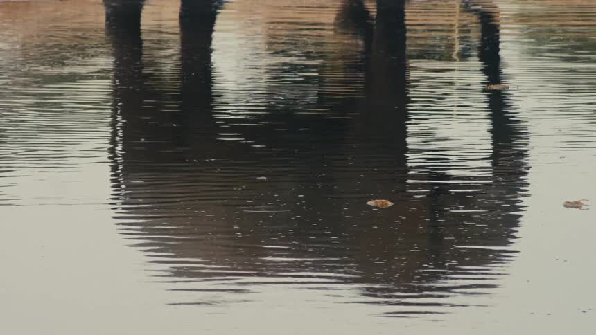 An abstract shot shows the rippling reflection of a large elephant in a watering hole as a small bird flies past