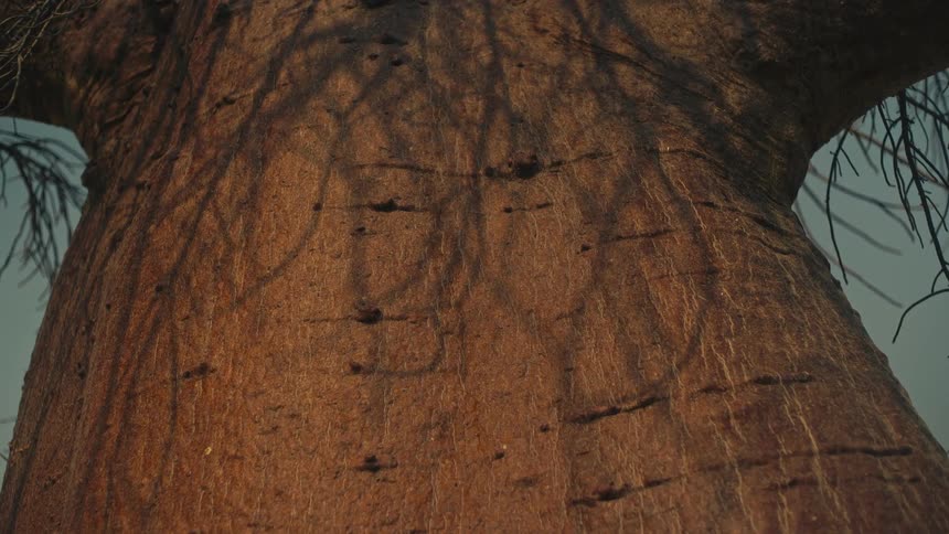 A static low-angle shot captures the textured trunk of a massive Baobab tree as the sun casts intricate shadows from its bare branches