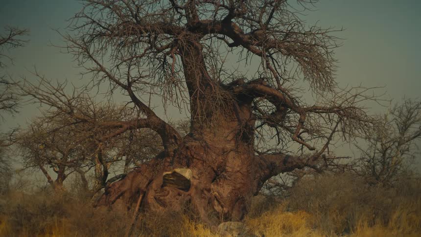 A massive, ancient Baobab tree stands leafless in the dry, arid African savanna