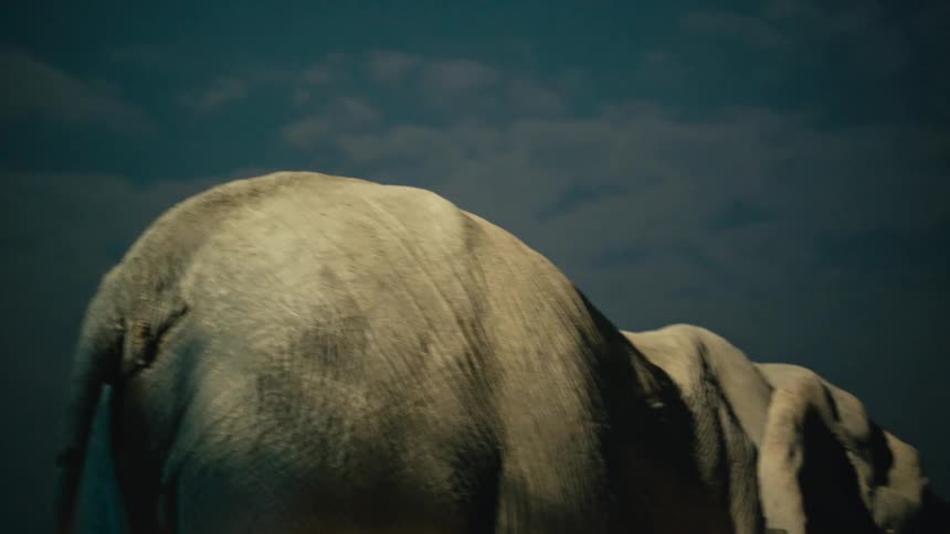 Close up on the back of a large elephant as it slowly walks away under a dramatic, cloudy night sky