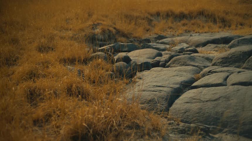 Golden dry grass sways gently in the breeze next to a path of smooth gray stones