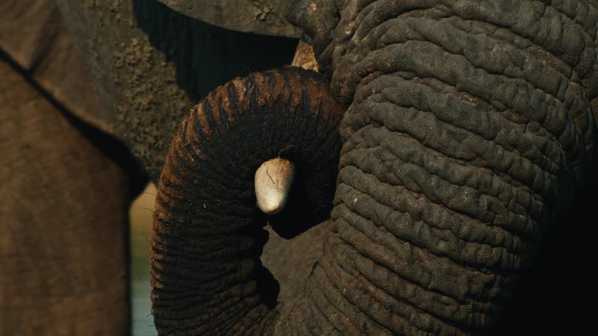 An extreme close-up shot reveals the intricate textures of an elephant's wrinkled skin, curled trunk, and small tusk