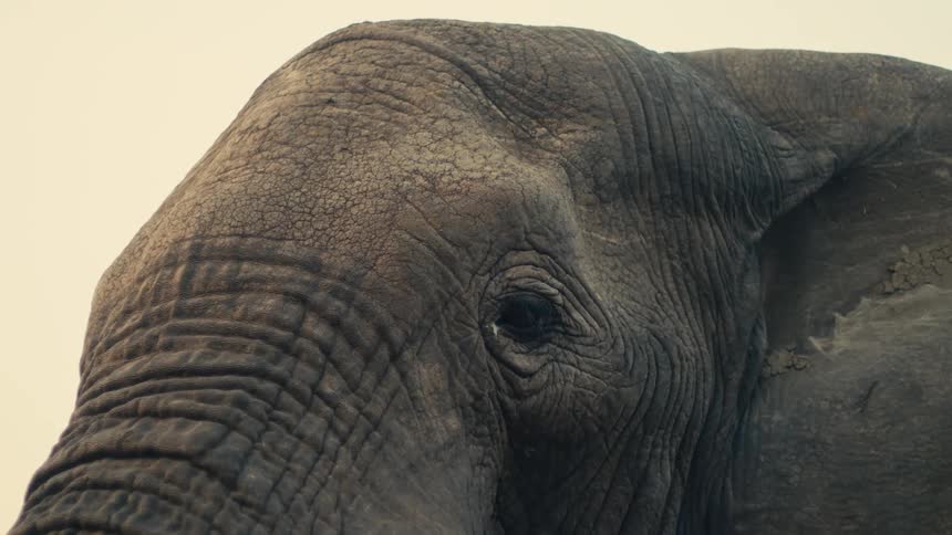 An extreme close-up of a majestic elephant's eye, showcasing its textured and wrinkled skin