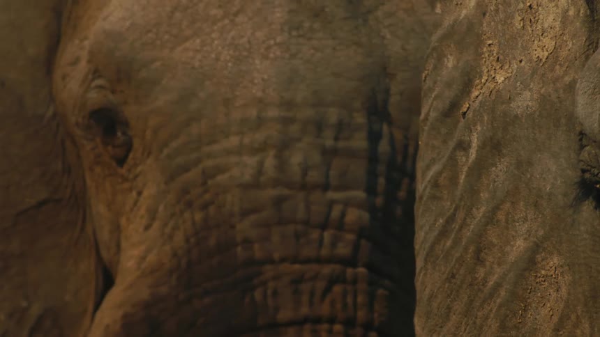 An extreme close-up shot captures the detailed, wrinkled skin and soulful eye of a majestic elephant