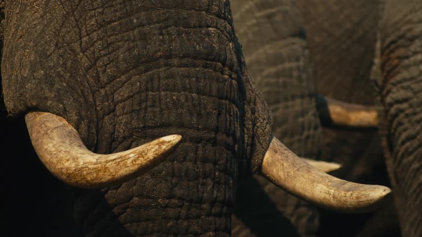 A dramatic close-up of an African elephant's ivory tusks and wrinkled skin as shadows move in the golden light