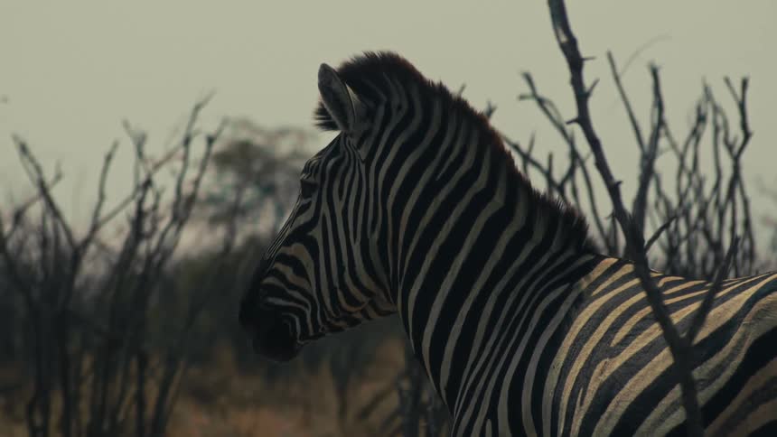 A close-up profile of a zebra standing still in the dry African bush, surrounded by bare branches