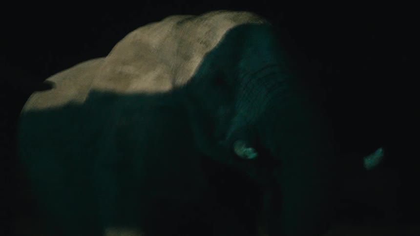 A mysterious bull elephant emerges from the shadows, illuminated by a spotlight on a night safari