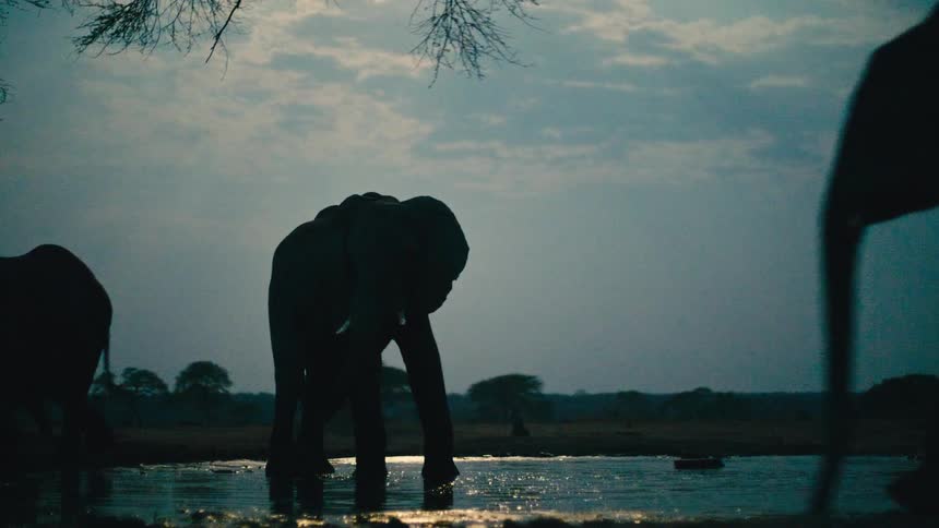 A majestic herd of elephants silhouetted against the evening sky drink peacefully from a watering hole on the African savanna