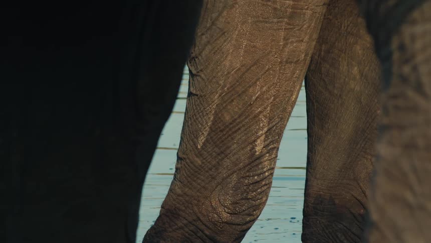 An extreme close-up of an elephant's thick, textured leg standing still in the calm water of a watering hole