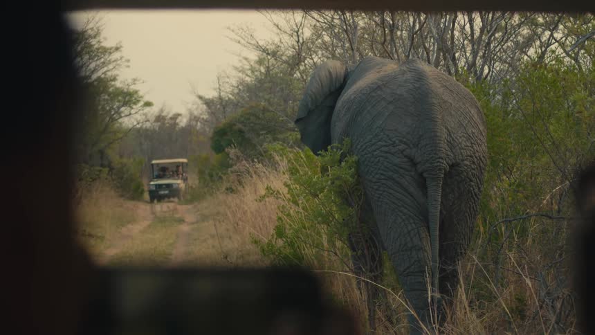 Safari tourists watch and photograph a large elephant from their jeep on a dirt road in the African savanna