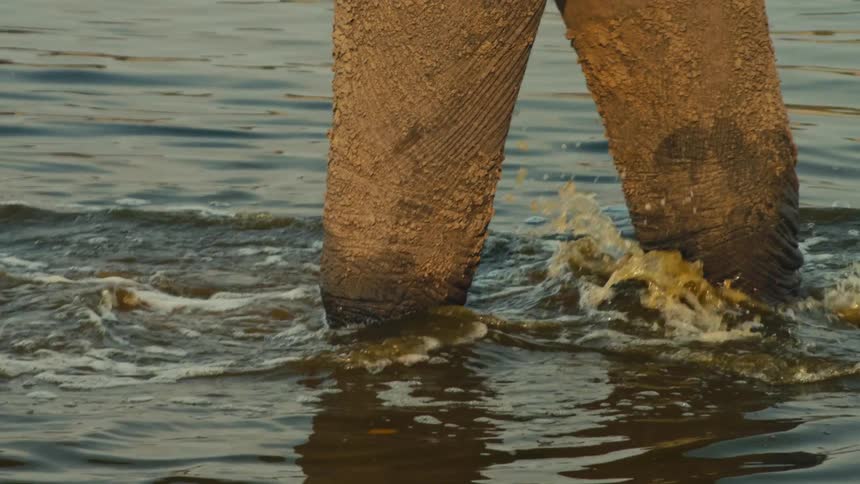 Slow motion closeup of a majestic elephant's legs wading through a river, splashing water