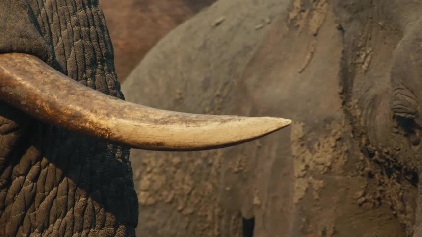 A detailed close-up of an elephant's ivory tusk with the textured, muddy skin of another elephant in the background