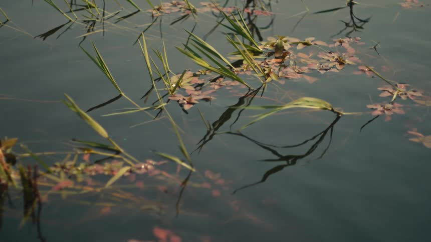 A serene close-up of aquatic plants and reeds floating on the calm surface of pond water as a damselfly flies by