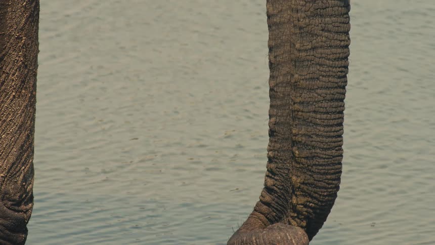 A detailed close-up of an elephant's trunk slowly uncoiling over the rippling water's surface