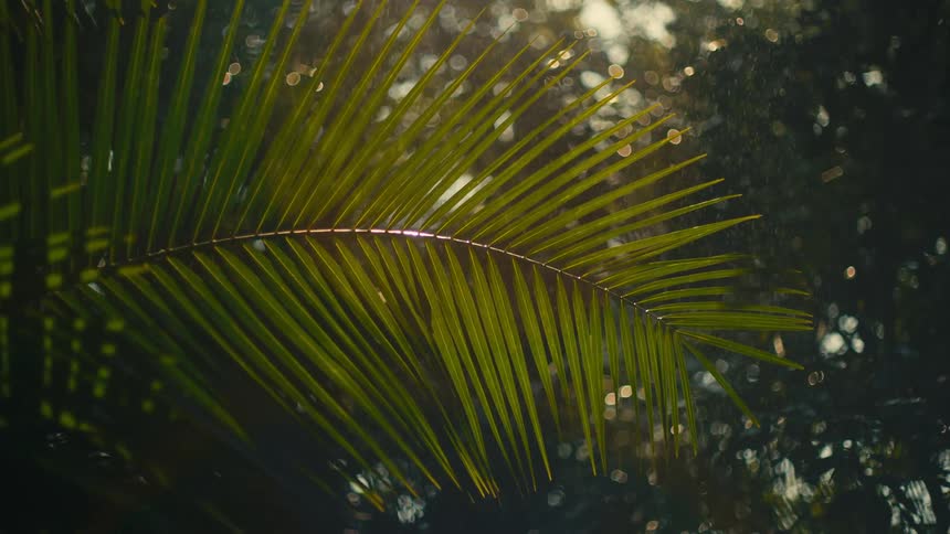Sunlight illuminates a palm frond during a gentle, slow-motion rain shower in the jungle