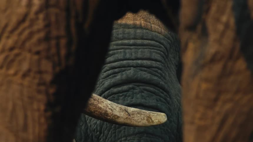 An intimate close-up of a majestic elephant's eye and tusk, seen through a gap in the herd at golden hour