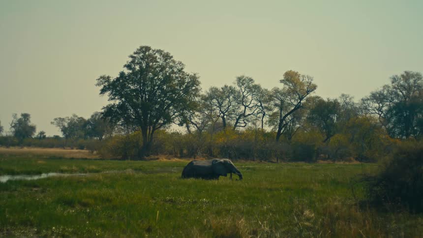 A lone African elephant wades through a lush, green marshy wetland surrounded by trees on a hazy day