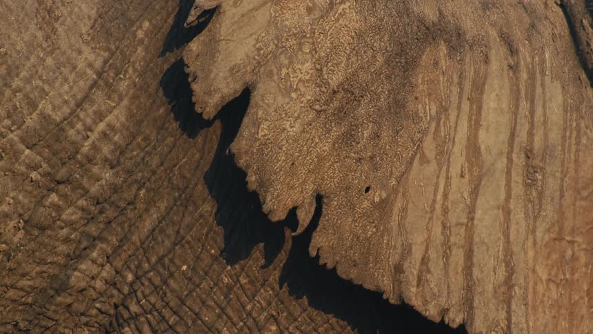 A vertical close-up of an elephant's textured skin and flapping ear in the warm sunlight