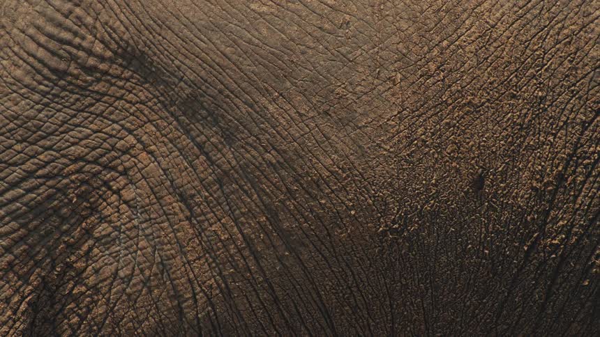 An extreme close-up shot focuses on the intricate, wrinkled, and dusty texture of an elephant's hide