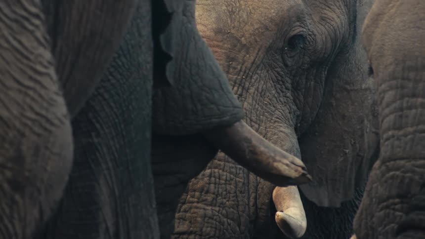 An artistic slow-motion close-up captures the majestic details of an African elephant's face and tusks within its herd