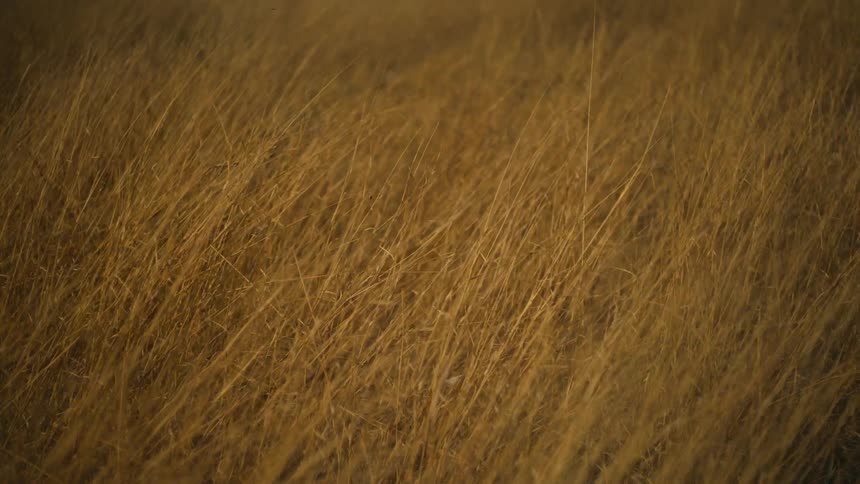 A dense field of dry, golden-brown grass sways gently in the breeze